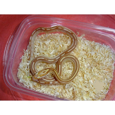 Tessera Butter Corn Snakes