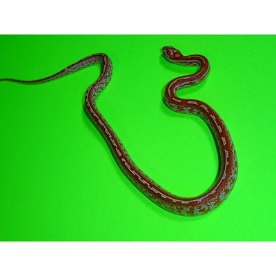 Tessera Hypo Corn Snakes