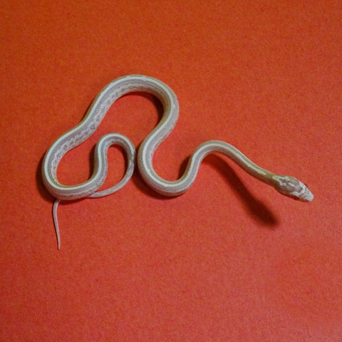 Tessera Snow Corn Snakes