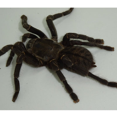 Thai Tiger Tarantulas