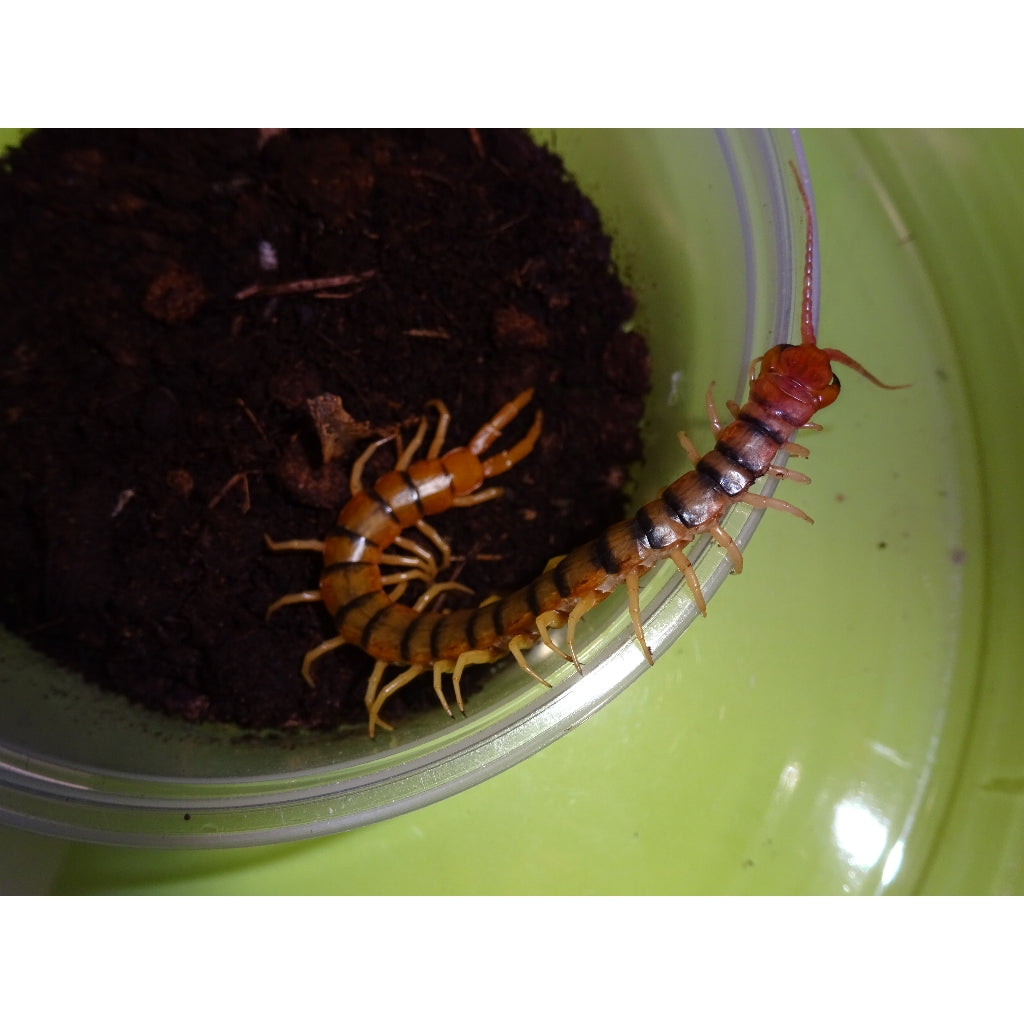 Spiders in South America cause 'surprising amount of death,' study says -  The Washington Post, image size:1024x1024