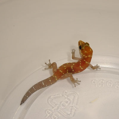 Tiger Geckos