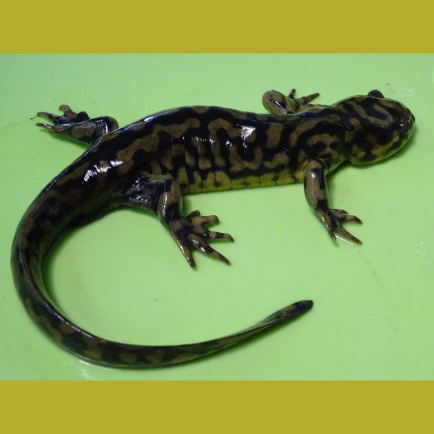 Tiger Salamanders for sale Big Apple Herp Reptiles For Sale