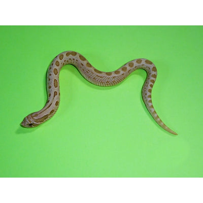 Toffeeconda Western Hognose Snakes