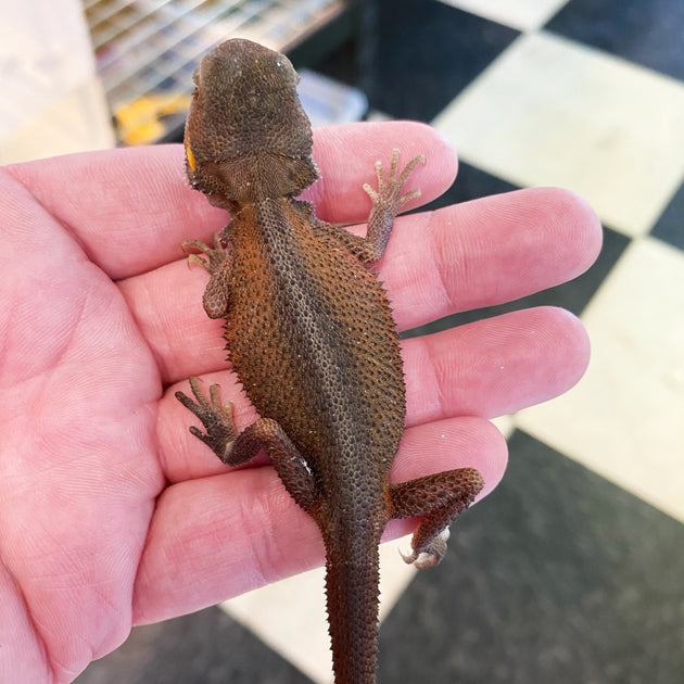 Buy Bearded Dragons Online At The Best Prices Big Apple Herp Reptiles For Sale