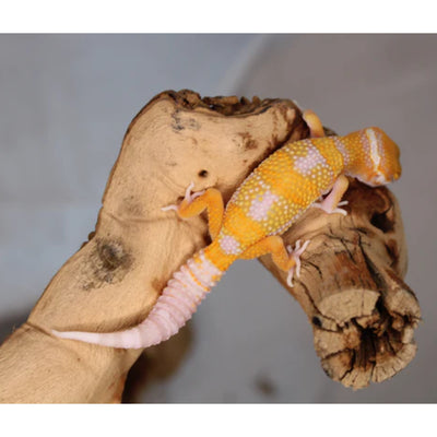 Tremper Leopard Gecko Female (Actual Photo)