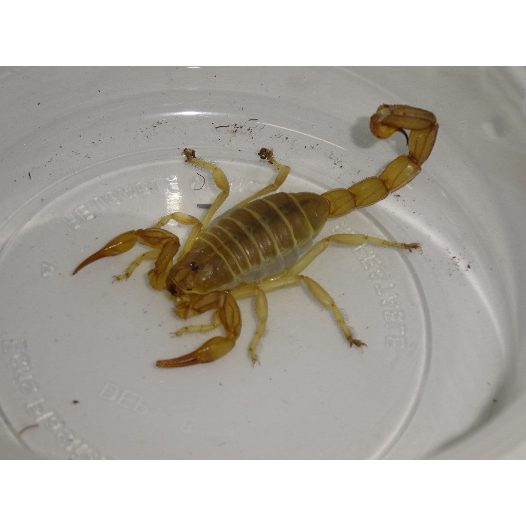 Tunisian Fattail Scorpion For Sale | Big Apple Herp