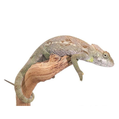 Verrucosus Chameleon