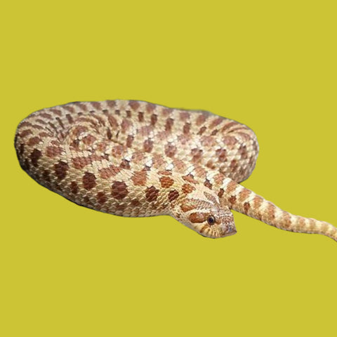 Western Hognose Snakes (Various Color Morphs)