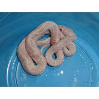 Blizzard Blood Red White Out Corn Snakes