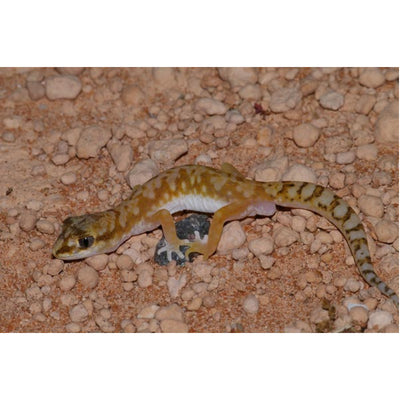 White Spotted Gecko