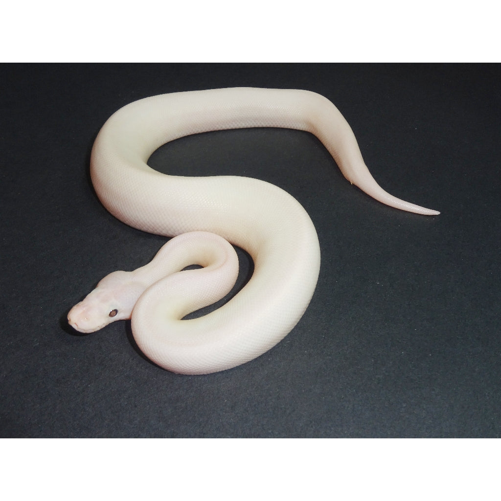 White wedding ball python 60 photos - Vianawedding.com