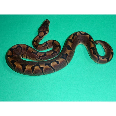 Woma Ball Python