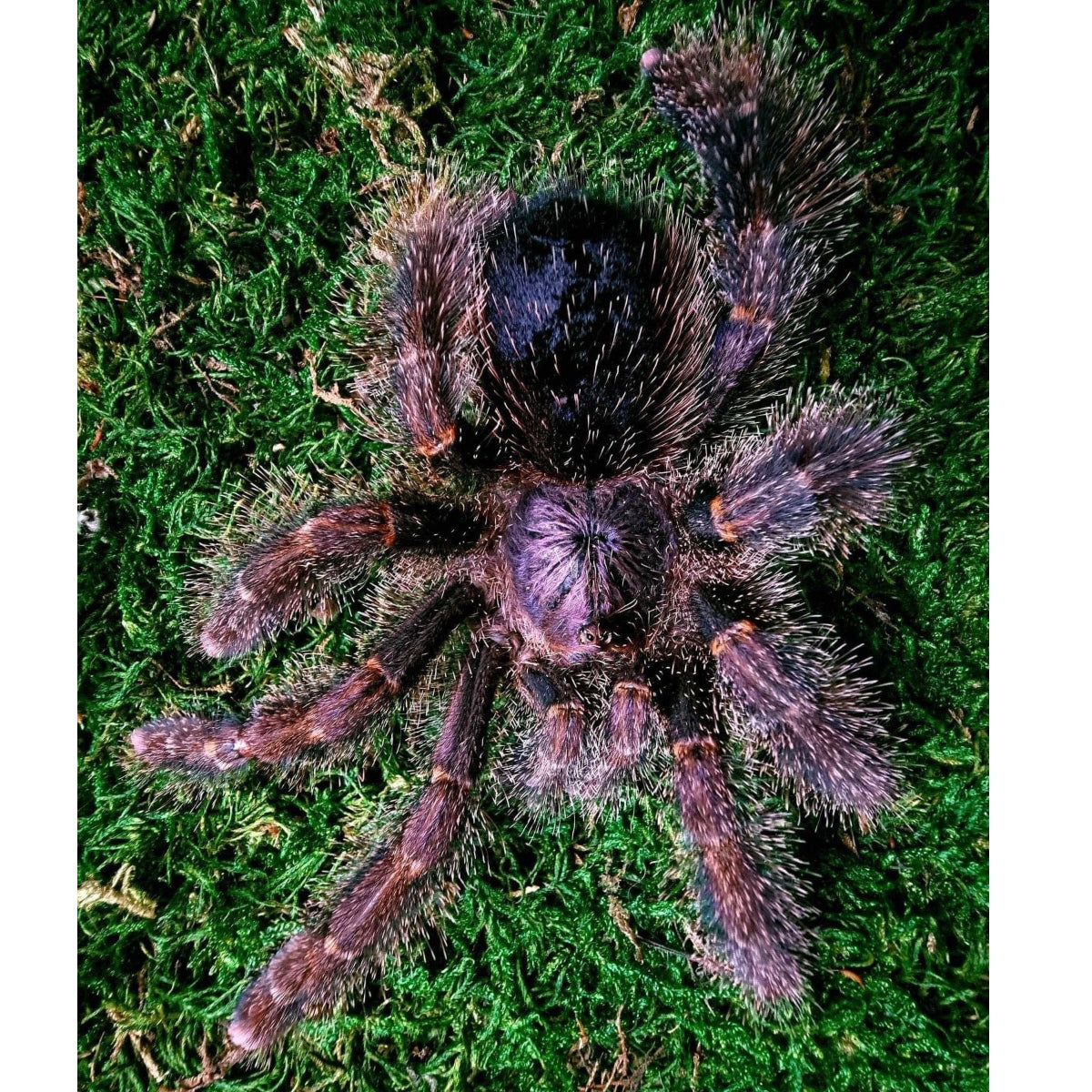 Pink Tarantulas