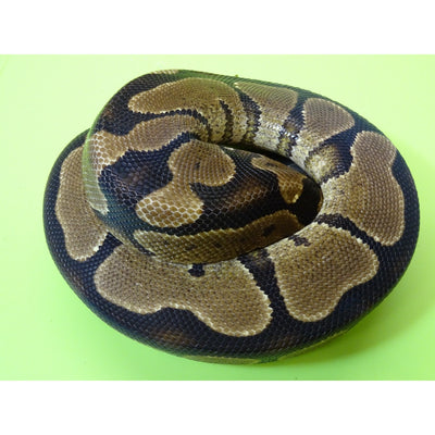 Yellow Bellied Ball Pythons