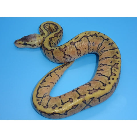 Yellow Belly Lemon Blast Ball Pythons | Big Apple Herp