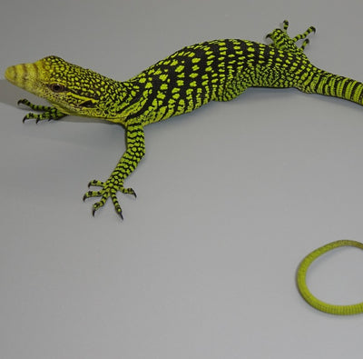 Green tree monitor for hot sale sale