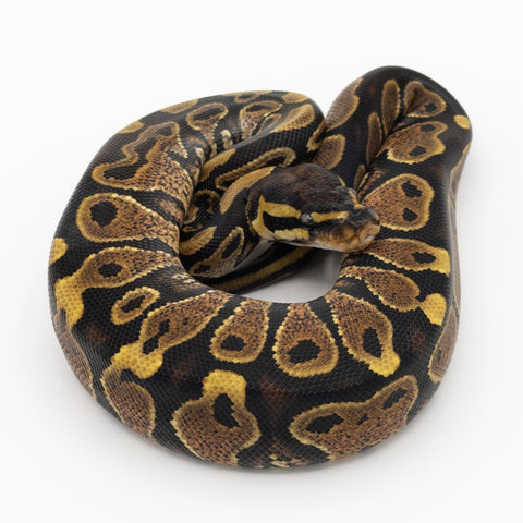 Yellow Bellied Ball Python (Actual Photo﻿)