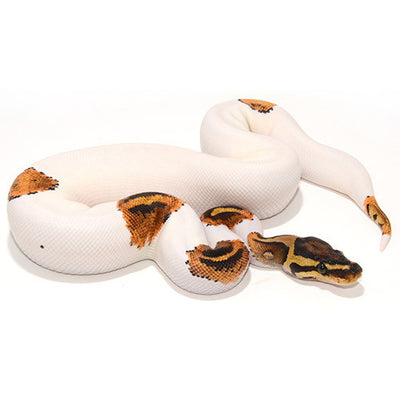 Yellowbelly Pied Ball Pythons