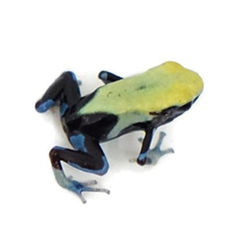 Yellowback Tinctorius Dart Frogs (Female)