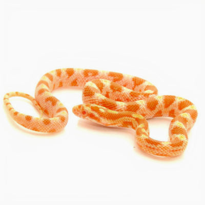 Albino Orange Corn Snakes
