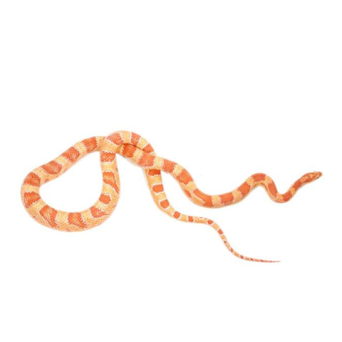 Albino Corn Snakes