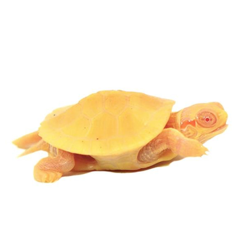 Albino & Snow Red Ear Slider Turtles