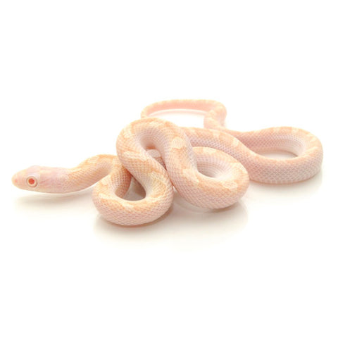 Albino Licorice Rat Snakes