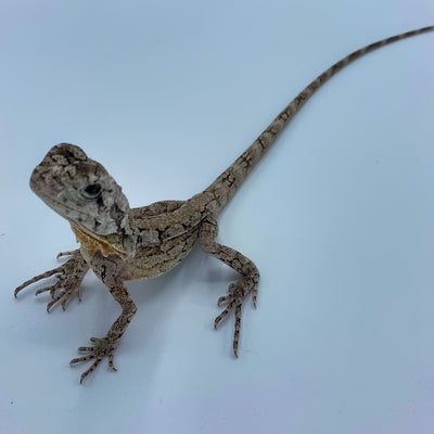 Australian - New Guinea 50/50 Frilled Dragons