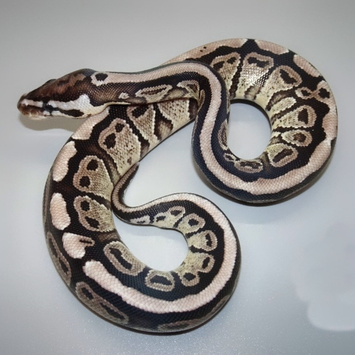 Axanthic Spider Ball Python