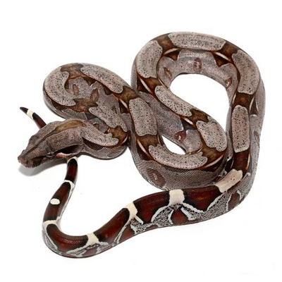 Suriname Red Tail Boas