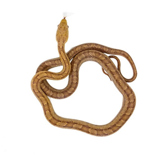 Yellow Rat Snake Big Apple Herp