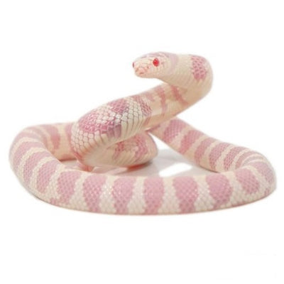 Albino California Kingsnakes