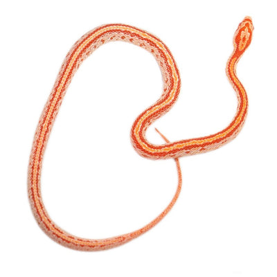 Albino Tessera Corn Snakes