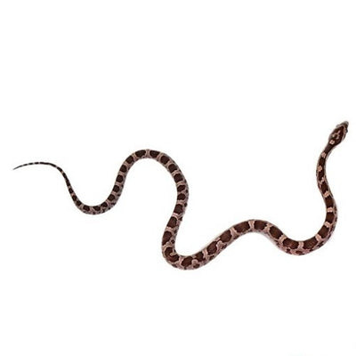 Anery Corn Snakes