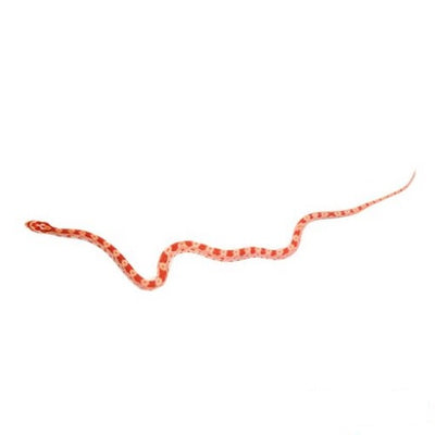 Fire Corn Snakes (Albino Bloodred)