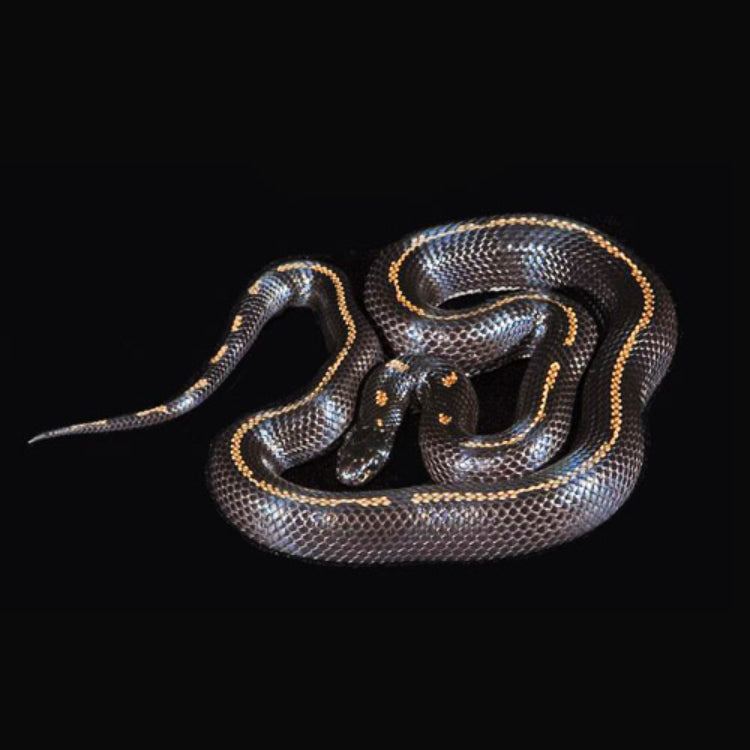 Juvenile King Snake