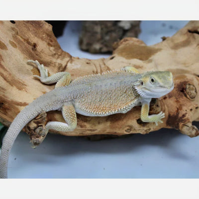 Hypo Witblits Male Bearded Dragon (Actual Photo)