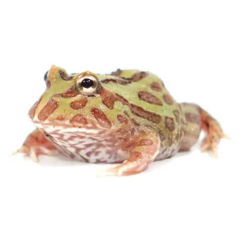 Camo Pacman Frogs