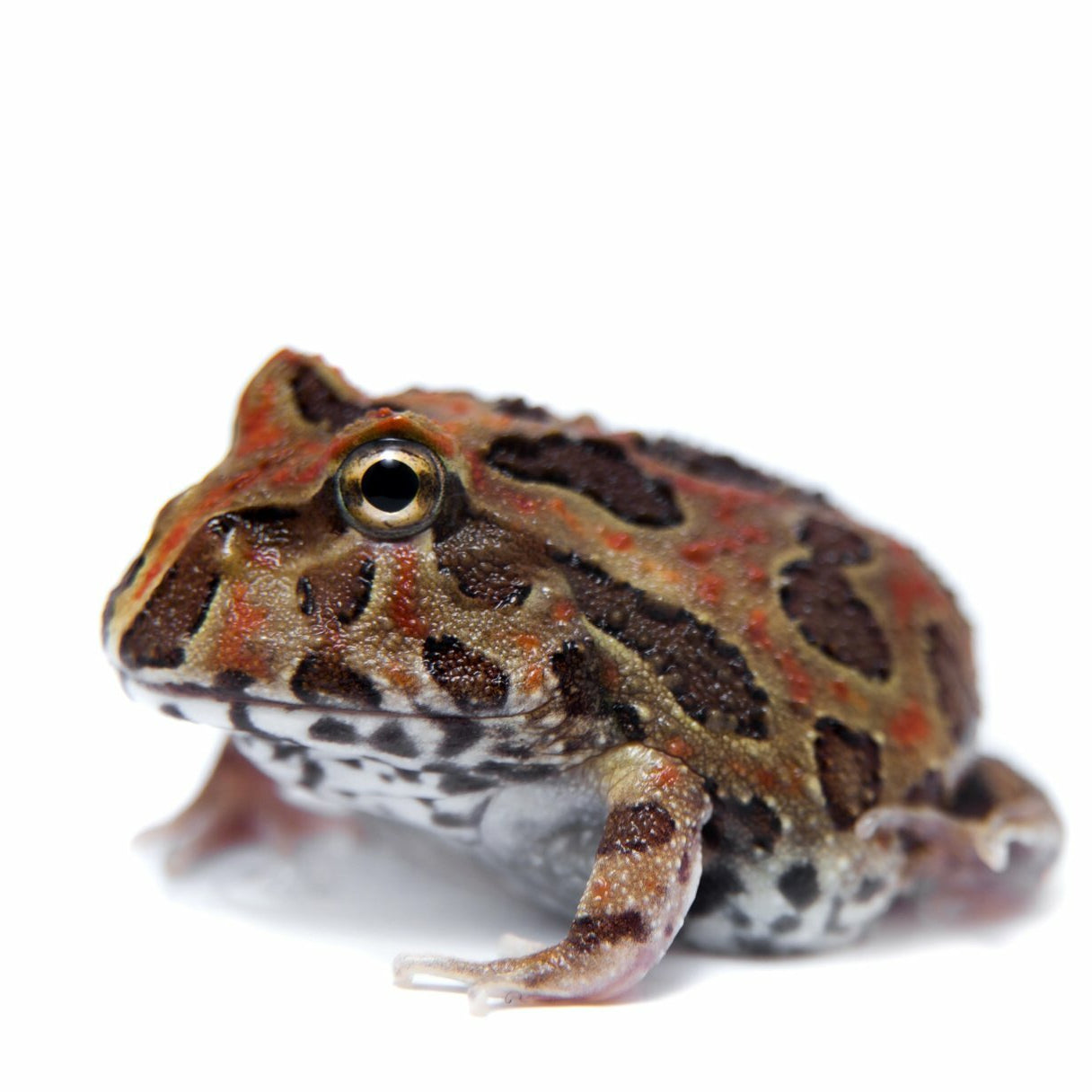 Man Frog Fantasy Pacman Frog