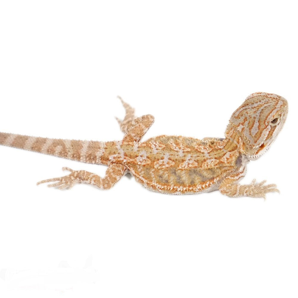 Baby Hypo Leatherback Bearded Dragon For Sale