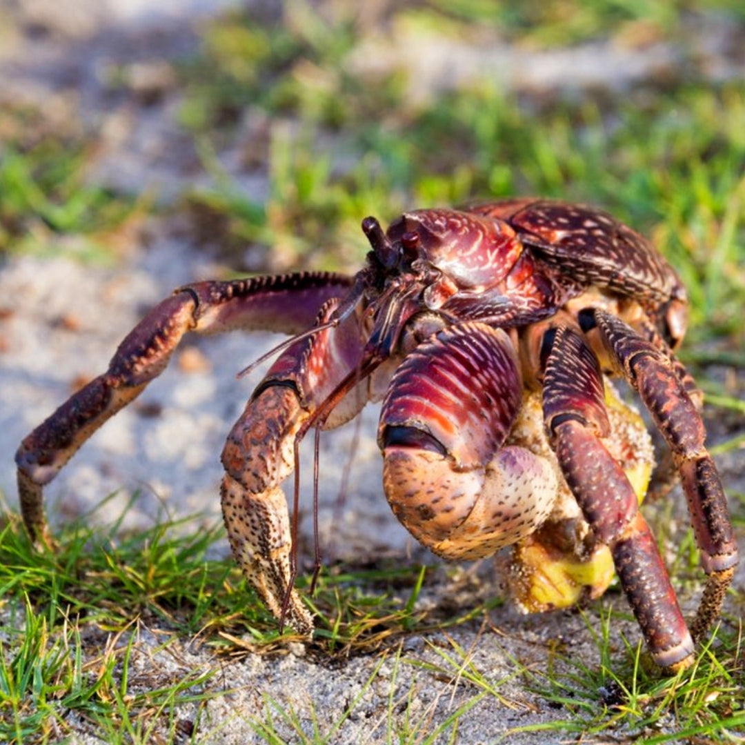 coconut palm crab Coconut Crabs