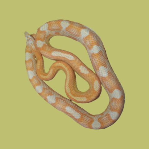 Creamsicle Motley Corn Snakes