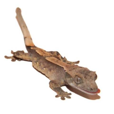Crested Geckos - Pinstripe