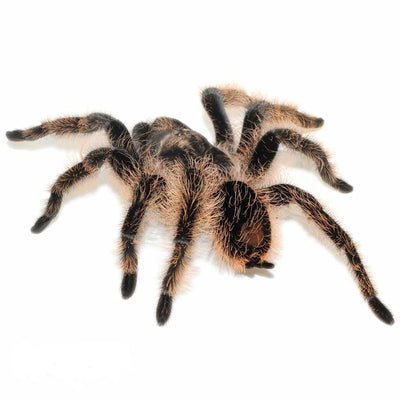 Curly Hair Tarantulas