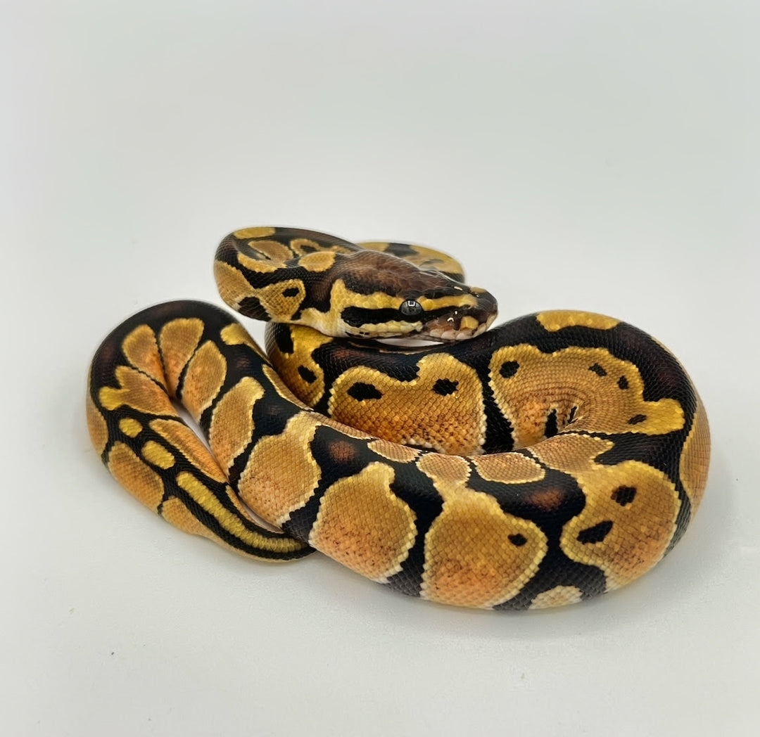 Ball Python Wikipedia Ball Python Full Growth