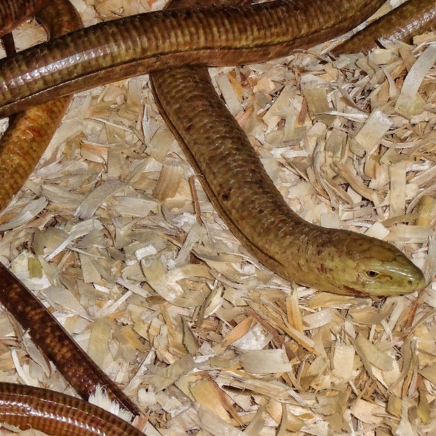 European Giant Legless Lizards Big Apple Herp Reptiles For Sale