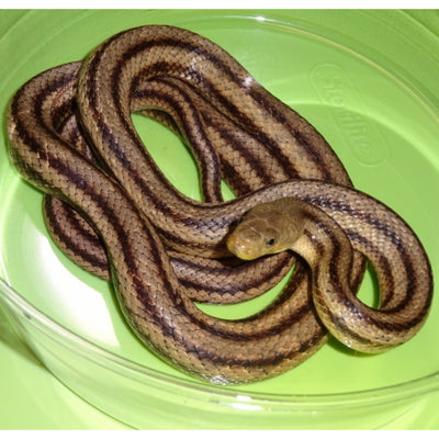 Greenish Rat Snakes