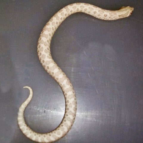 Snow Western Hognose Snakes