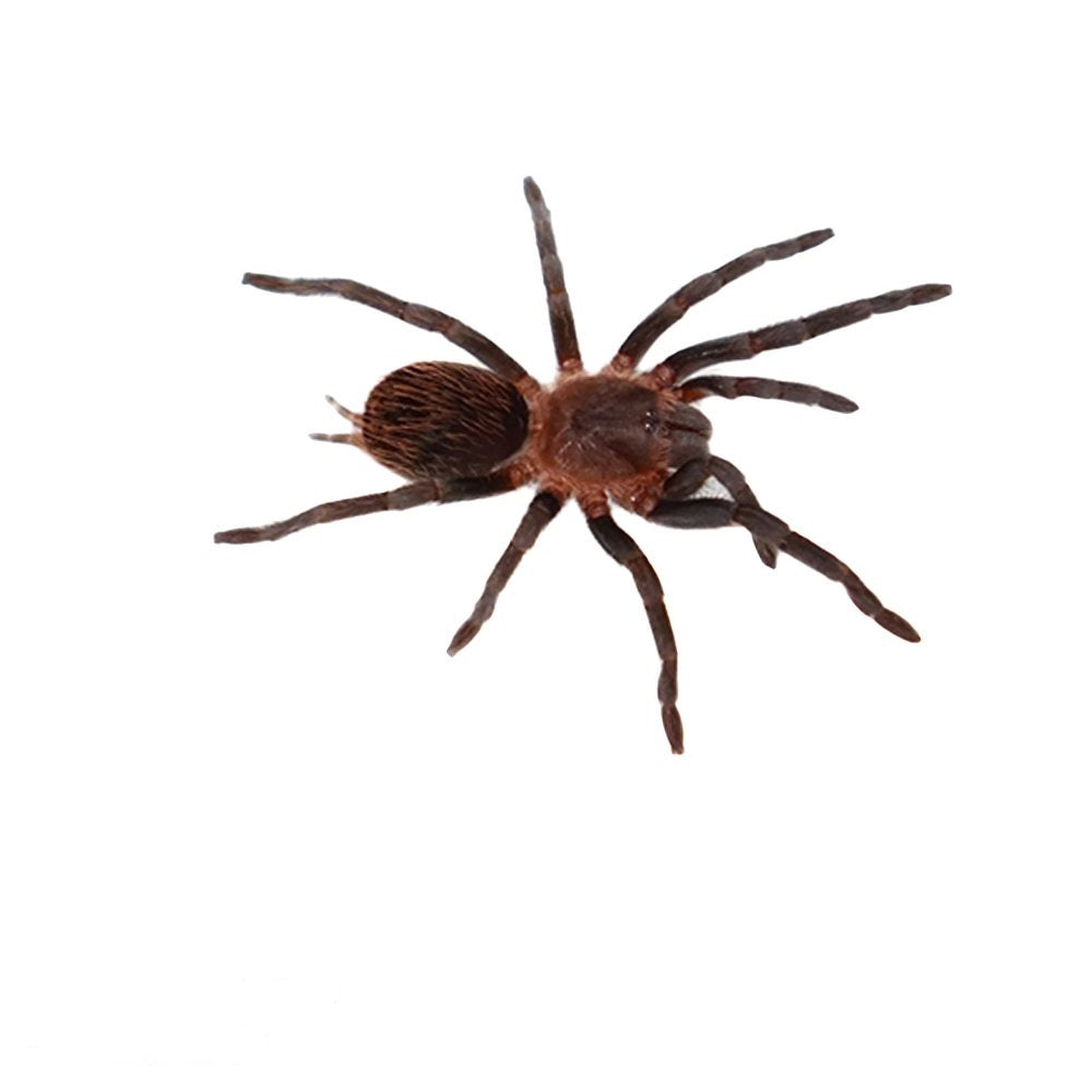 Mexican Red Rump Tarantulas | Big Apple Herp